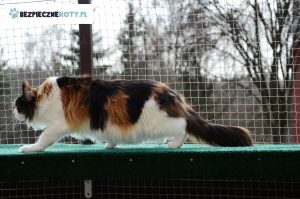 siatka przeciw wypadnieciu kota montaz, zabezpieczenie kota na tarasie, siatki ochronne dla kota krakow, osiatkowanie tarasu dla kota