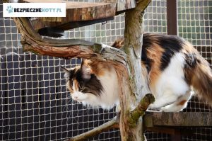 siatka ochronna dla kota taras, zabezpieczenie kota siatka, montaz siatek dla kota krakow, siatki dla kota montaz taras