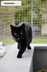 montaz siatki dla kota krakow, zabezpieczenie czarnego kota siatka, siatka ochronna dla kota krakow, osiatkowanie przestrzeni dla kota