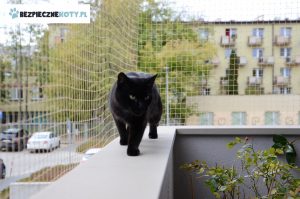 siatka ochronna dla kota krakow, zabezpieczenie przed wypadnieciem czarnego kota, montaz siatki dla kota krakow, osiatkowanie kota