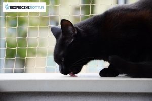 siatka ochronna dla kota krakow montaz, zabezpieczenie kota czarnego, osiatkowanie przestrzeni dla kota, siatki dla kota krakow